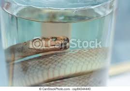 Taxidermy snake specimen preserved in a jar. Creepy looking taxidermy snake  specimen preserved in a jar. | CanStock