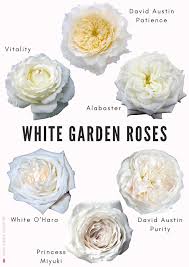 Rose Varieties White Gardens Rose Garden