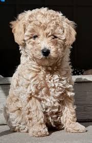 ankc registered toy poodle puppies