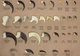 Comparison Of Some Animals Claws Our Planet