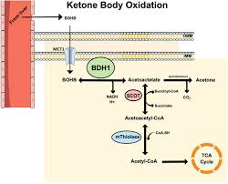 Can the keto diet raise liver enzymes : Ketone Metabolism In The Failing Heart Sciencedirect