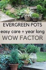 Evergreen Plants For Pots Hot 54