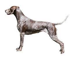 the three german shorthaired pointer