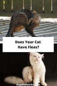 This can harden into tartar, possibly. Can You Use Dog Flea Shampoo On Cats The Answer Will Surprise You Flea Shampoo For Dogs Cat Has Fleas Fleas