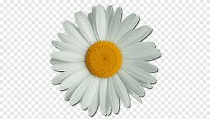 94+ flower png images for your graphic design, presentations, web design and other projects. Flower Png Images Pngegg