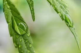 Vapor Pressure Deficit Vpd In Cannabis Cultivation