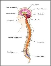 The nervous system, through the use of neurons, make human beings aware of their environment as well as their own bodily needs. The Brain And The Spinal Cord Are The Two Major Parts Of The Central Nervous System Or Cns The C Nervous System Diagram Nervous System Central Nervous System