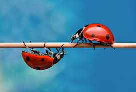 how to get rid of ladybugs ladybug