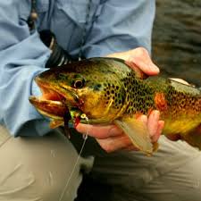 17 Best Places To Fly Fish In Pennsylvania Maps Included