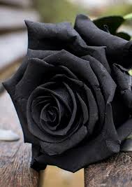 black rose flower wallpapers