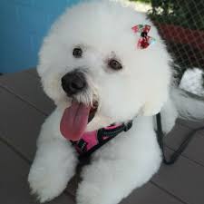 Glamour paws also specializes in introducing puppies and cats to the grooming experience. Paws Pet Grooming 44 Photos 37 Reviews Pet Groomers 3402 S Dale Mabry Hwy South Tampa Tampa Fl Phone Number Yelp