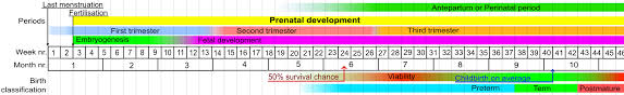 Fetus Growth Stages And Viability