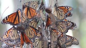 Goleta Butterfly Grove Stock Video Footage - 4K and HD Video Clips |  Shutterstock