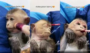 applying makeup on pet monkey