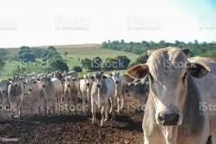 Image result for Price of a Cow in Botswana