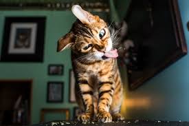Simpáticas fotos de gatos 'drogados' con Catnip - Cultura Inquieta