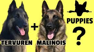 tervuren malinois puppies inter