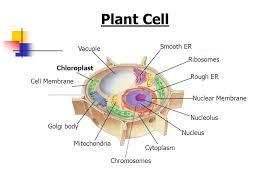 The nuclear membrane, also known as the nuclear envelope, surrounds every nucleus found in animal cells. Plant And Animal Cell Organelles And Functions Ppt Video Online Download