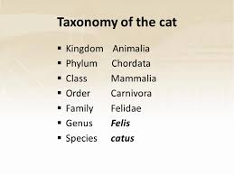 Taxonomy Of The Cat