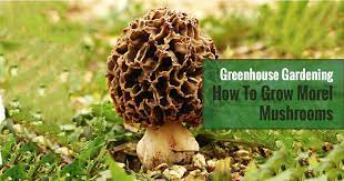 grow morel mushrooms in a greenhouse