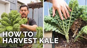 how to harvest kale kale chips