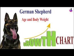 German Shepherd Growth Chart Ii Dog And Vet Ii Hindi Youtube