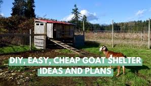 Diy Easy Goat Shelter Ideas And