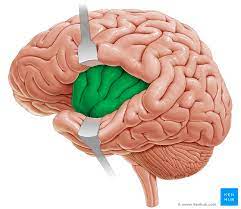 insula anatomy function connections