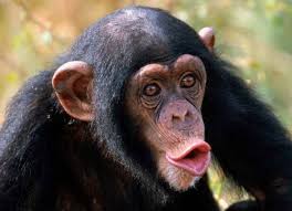 Mfw someone banned me :( (i am le monkey meme face)): Create Meme Maymun Stupid Monkey Face Chimp Lips Pictures Meme Arsenal Com