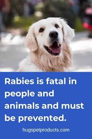 Once you find the answer to this question, you if you have a dog over 16 weeks of age, you need to administer him/her with a single vaccine. 11 Side Effects Of Rabies Vaccine For Puppies Your Dog S Health Matters
