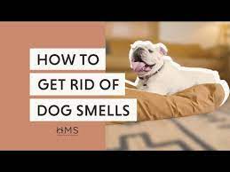 14 ways to get rid of the dog smell in