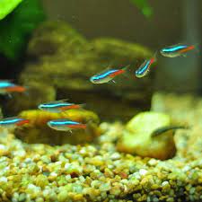 It has a glowing, bright blue stripe across the entire length of their body and another. 10 Best Schooling Fish For A Freshwater Aquarium Pethelpful