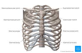 Sixteen + sets of chest exercises with very little or no results aside from pain and tenderness within the front of. Thorax Anatomy Wall Cavity Organs Neurovasculature Kenhub