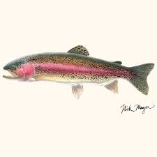 rainbow trout ier than a