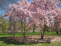 Where are the cherry blossoms in Central Park?