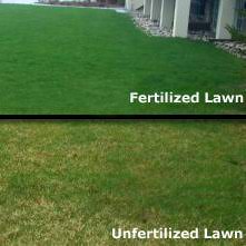 do i need to fertilize my lawn every