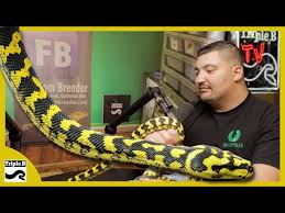 ridiculously good looking carpet python