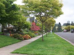 Image result for Trees Can Enhance A Yard