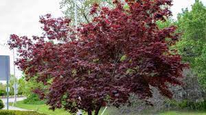 bloodgood anese maple tree a guide