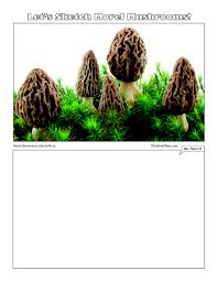 morel mushrooms