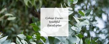 Colour Focus Youthful Eucalyptus