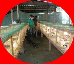Kandang ayam dari besi holo. 11 Bentuk Kandang Ayam Bangkok Ternak Umbaran Ayambangkok Org 2021