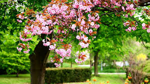 spring season parks trees blossoms