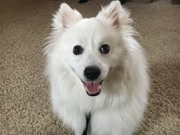 helping a american eskimo stop fearing
