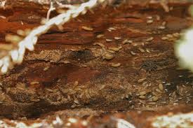 wood that is safe from termites