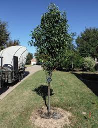 cleveland select pear tree dallas