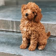 adopt a poodle puppy near new york ny