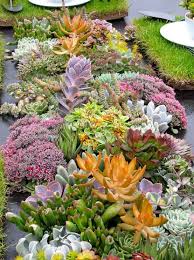 Beautiful Succulent Garden Ideas