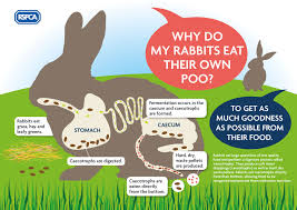 Rabbit Diet Rabbit Welfare Tips Advice Health