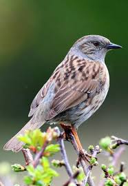 Shy Dunnock Still One Of Our Most